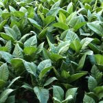 TEREA Стики: Инновационный Продукт для Ценителей Табачных Изделий images27.jpg