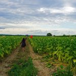 Табачная продукция в Сочи: широкий выбор и качество images453.jpg